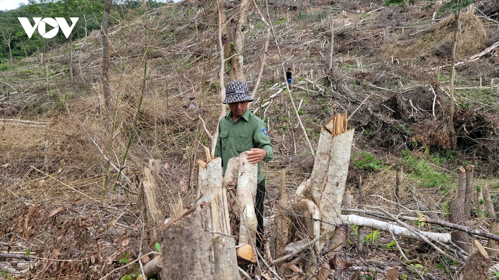 Khởi tố, bắt tạm giam đối tượng chặt hạ 2,5 ha rừng ở Gia Lai