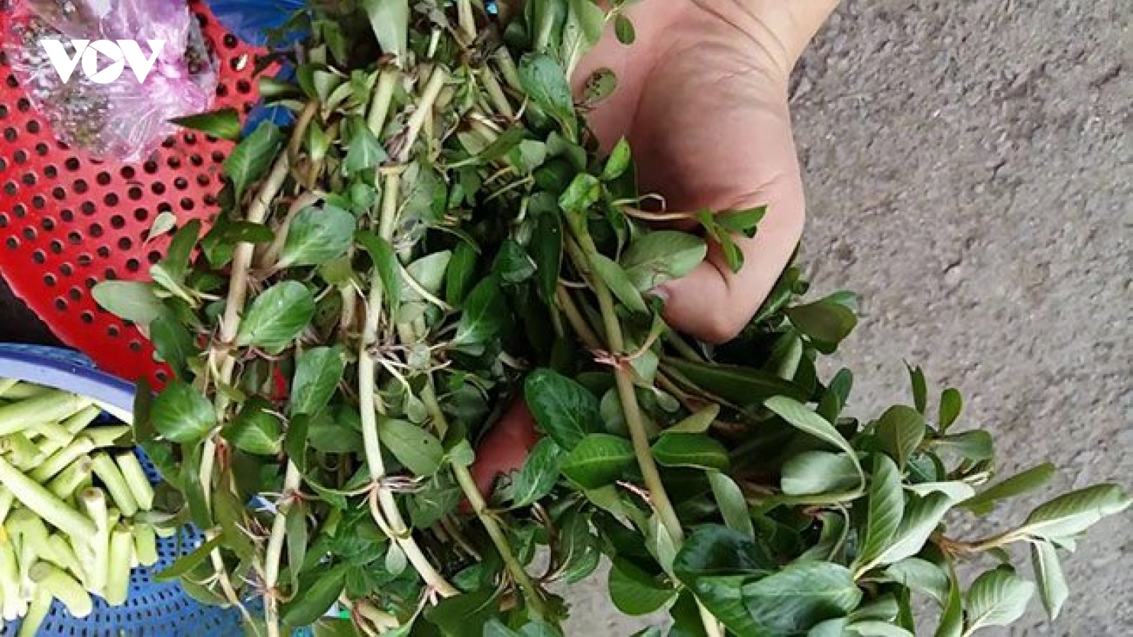 Dừa nước thành đặc sản đắt đỏ, được nhiều người lùng mua