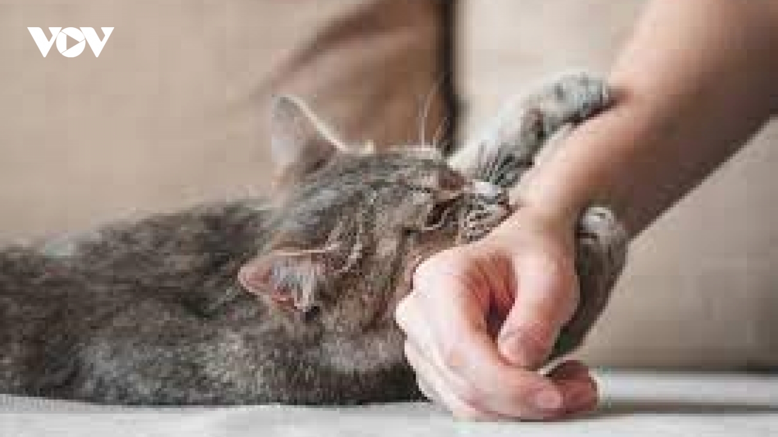 Không chủ quan khi bị mèo cắn