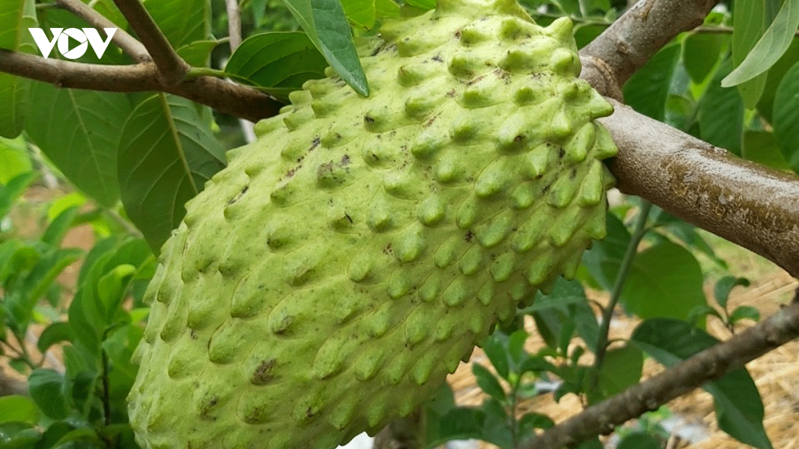 Na sầu riêng khổng lồ giúp nông dân “hốt bạc”