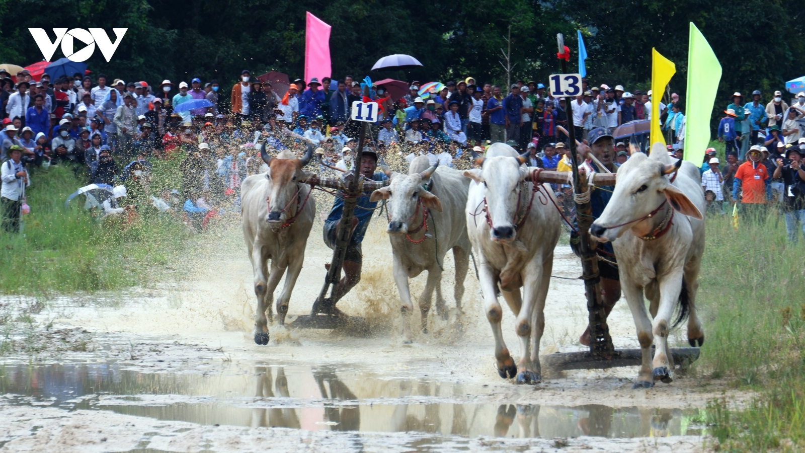 “Lễ hội đua bò”- đậm nét văn hóa truyền thống đặc sắc của bà con Khmer