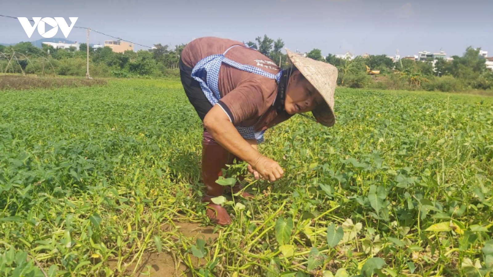 Sau mưa lớn, nông dân Đà Nẵng bắt tay trồng lại vụ rau Tết