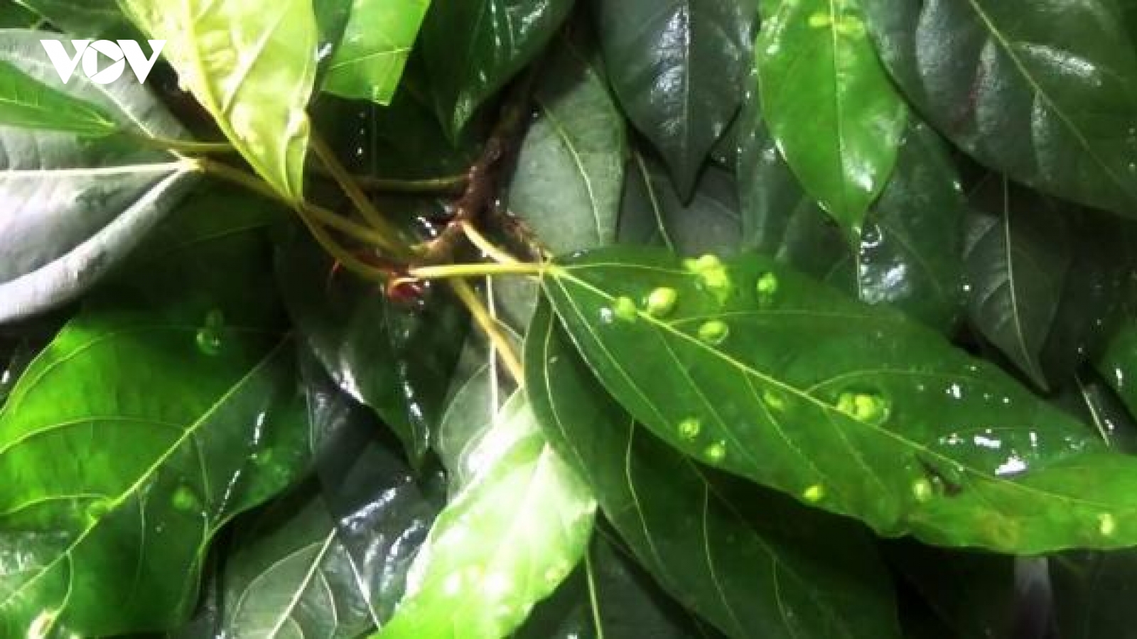 Lá sung có những công dụng gì?