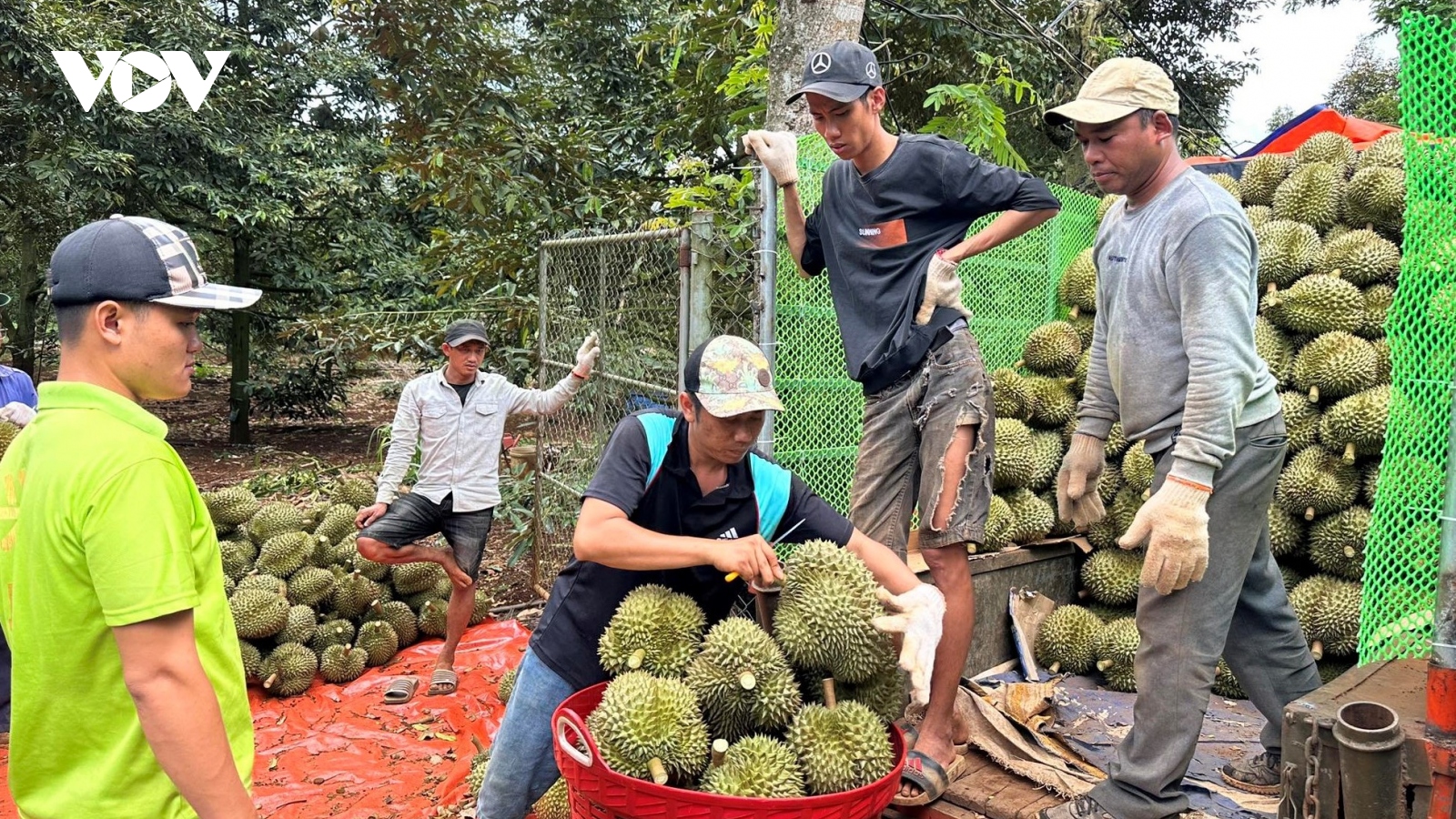 Sầu riêng được mùa, được giá, nông dân lãi tiền tỷ mỗi hecta