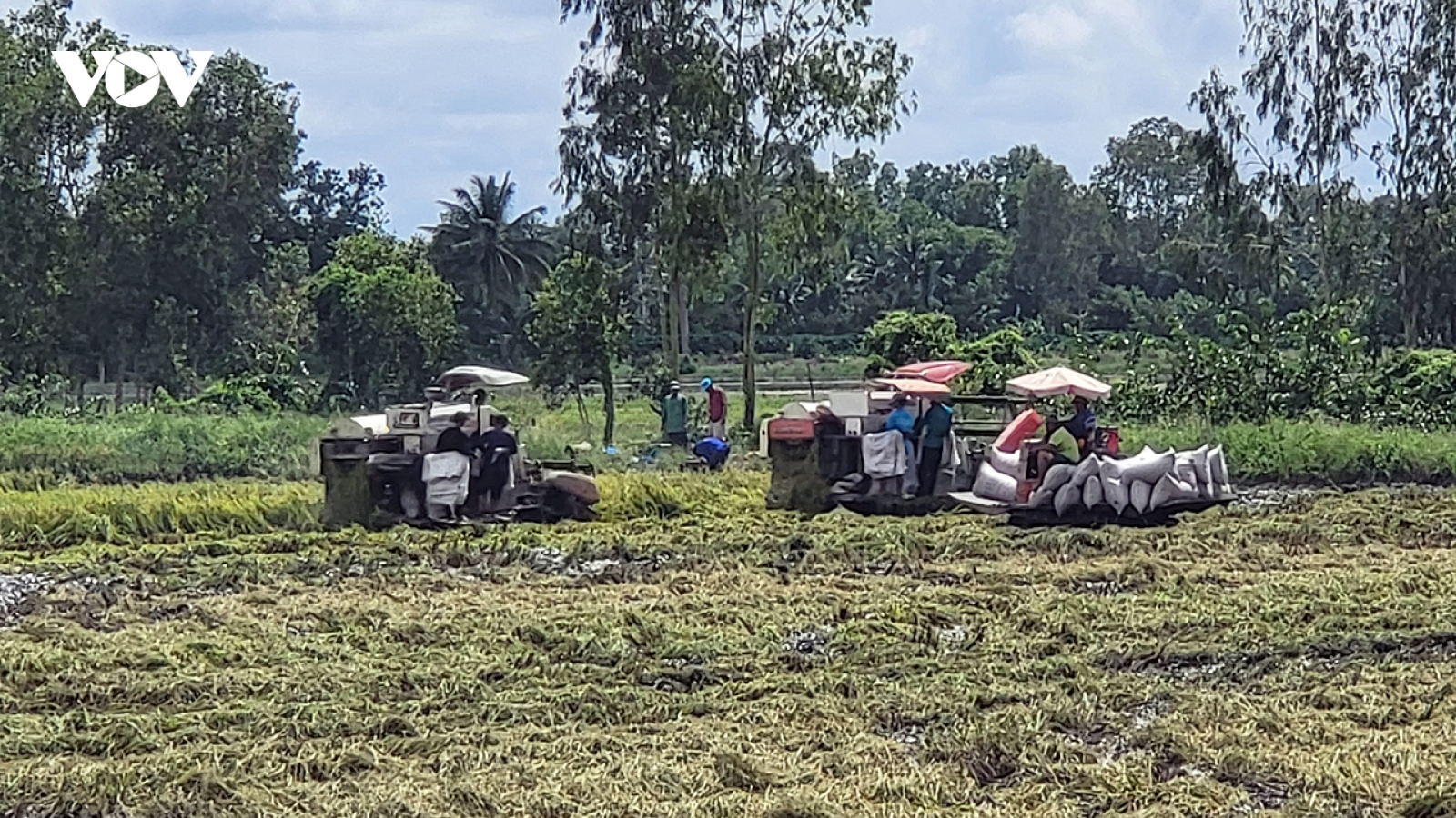 Nông dân Hậu Giang có thu nhập từ 30-35 triệu đồng/ha từ vụ lúa Thu Đông