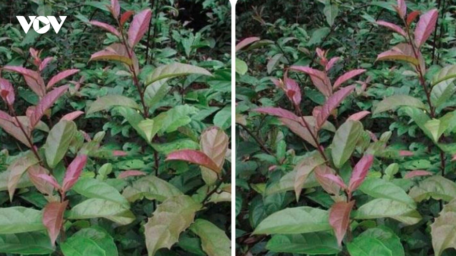 Tác dụng chữa bệnh của cây xạ đen