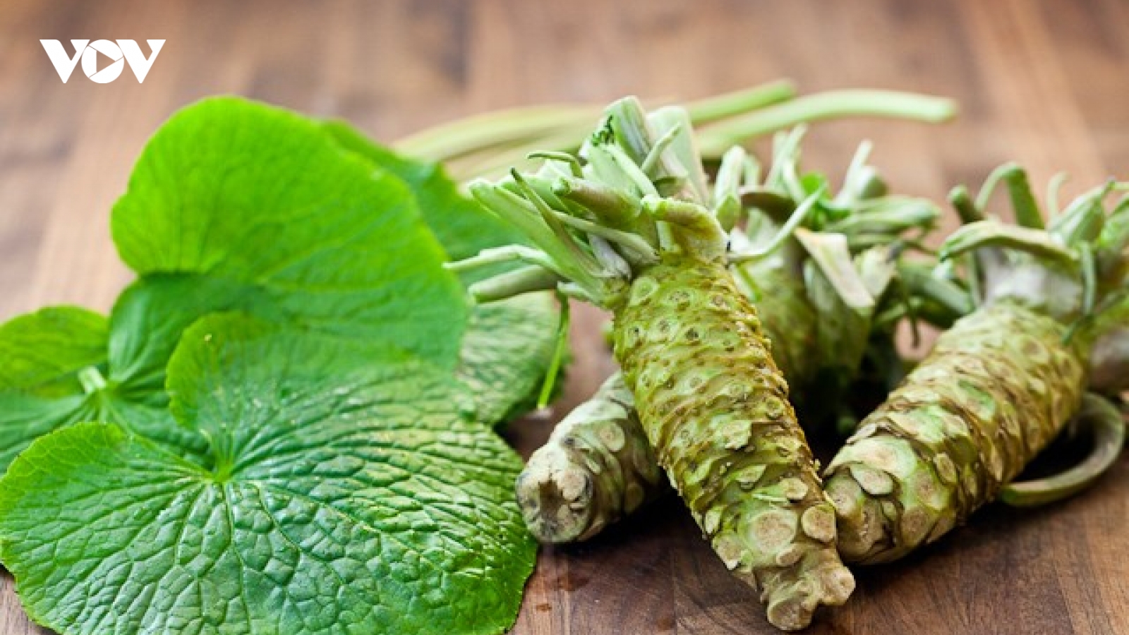 Trồng cây wasabi, nông dân Đà Lạt nhổ củ bán 6 triệu đồng/kg