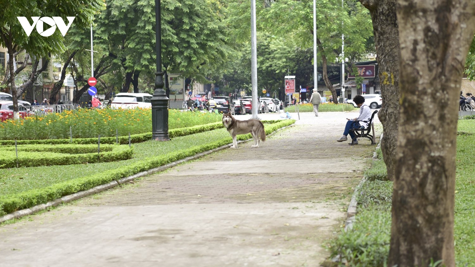 Công viên Thống Nhất sau nửa năm hạ rào: Chó thả rông, xe máy vô tư đi lại