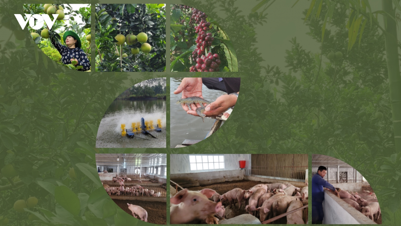 Nông nghiệp tuần hoàn: Xu thế tất yếu của nền “kinh tế xanh”