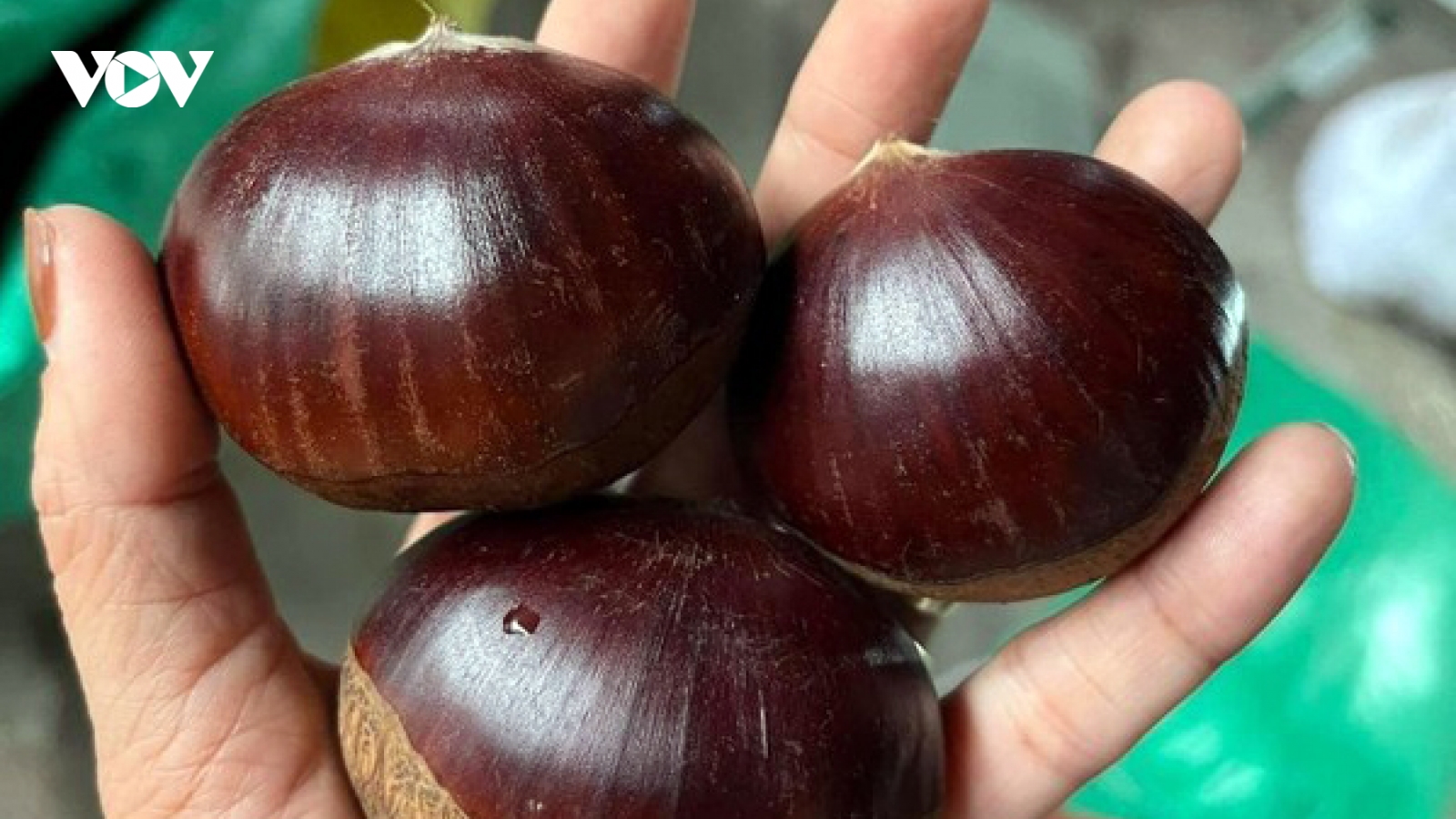 Hạt dẻ "siêu to khổng lồ" gây sốt thị trường
