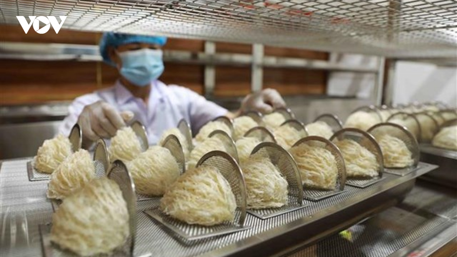 Sẵn sàng xuất khẩu tổ yến sang Trung Quốc