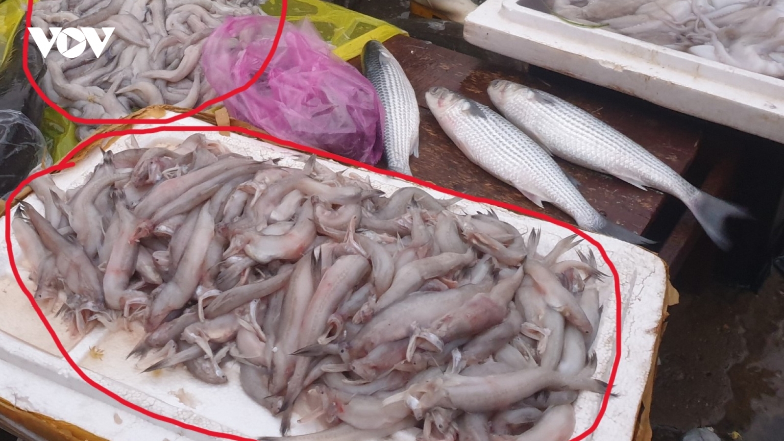 Phát hiện mẫu cá khoai dương tính với phoóc-môn ở Quảng Bình