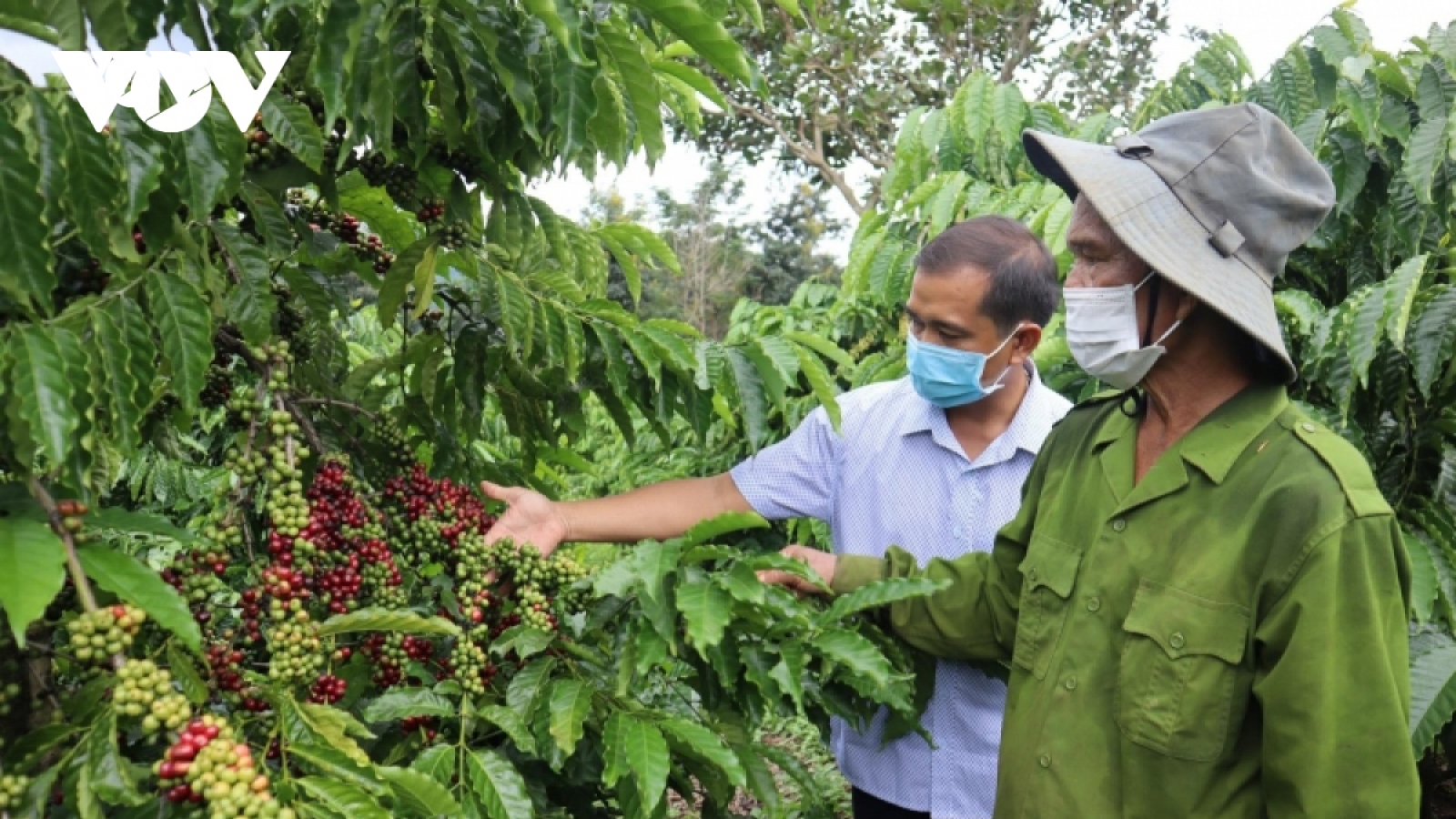 Tổ khuyến nông cộng đồng giúp sức phát triển vùng cà phê bền vững ở Tây Nguyên