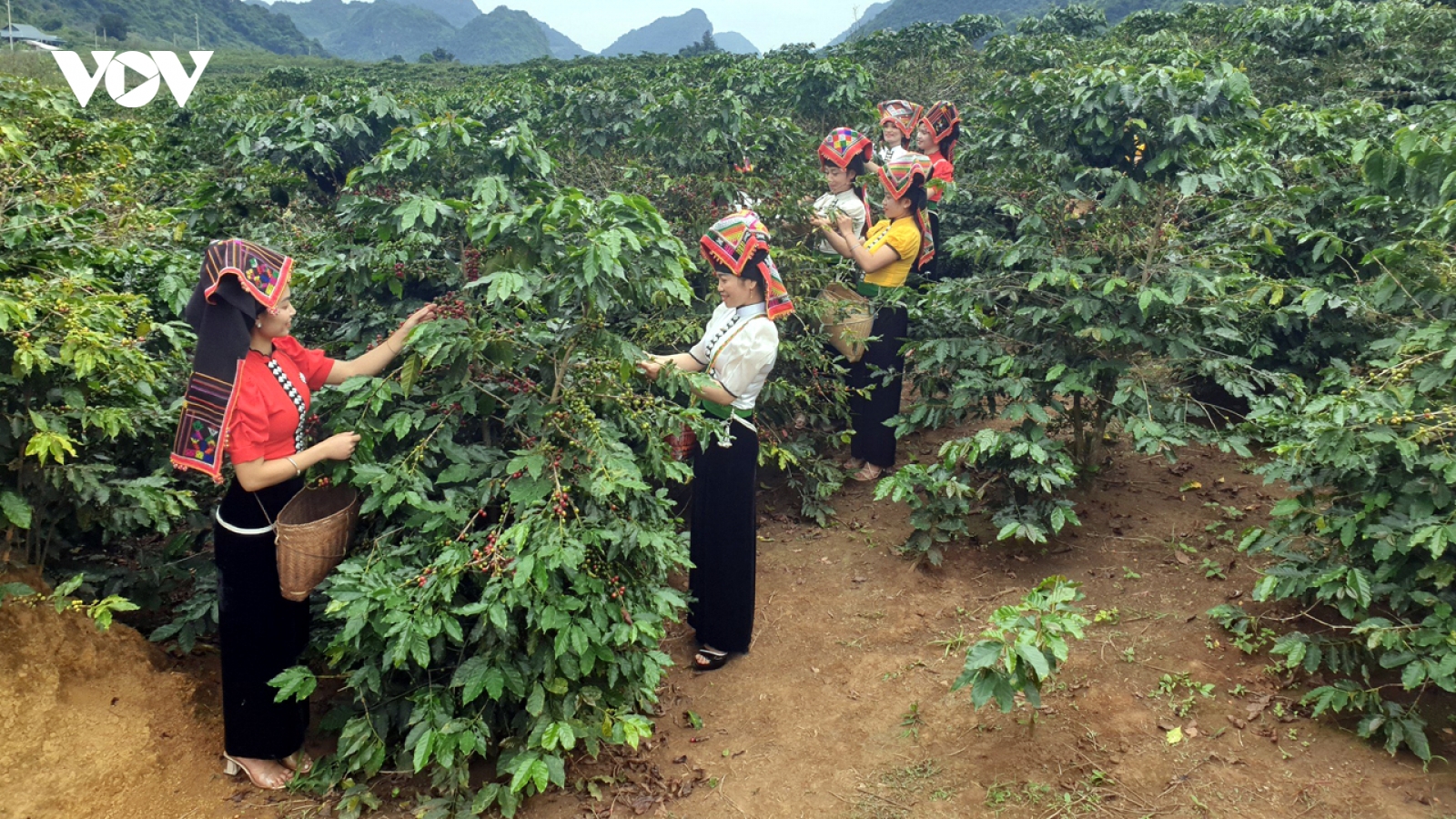 Giá cà phê hôm nay 28/11: Giá cà phê Robusta và Arabica đồng loạt tăng nhẹ