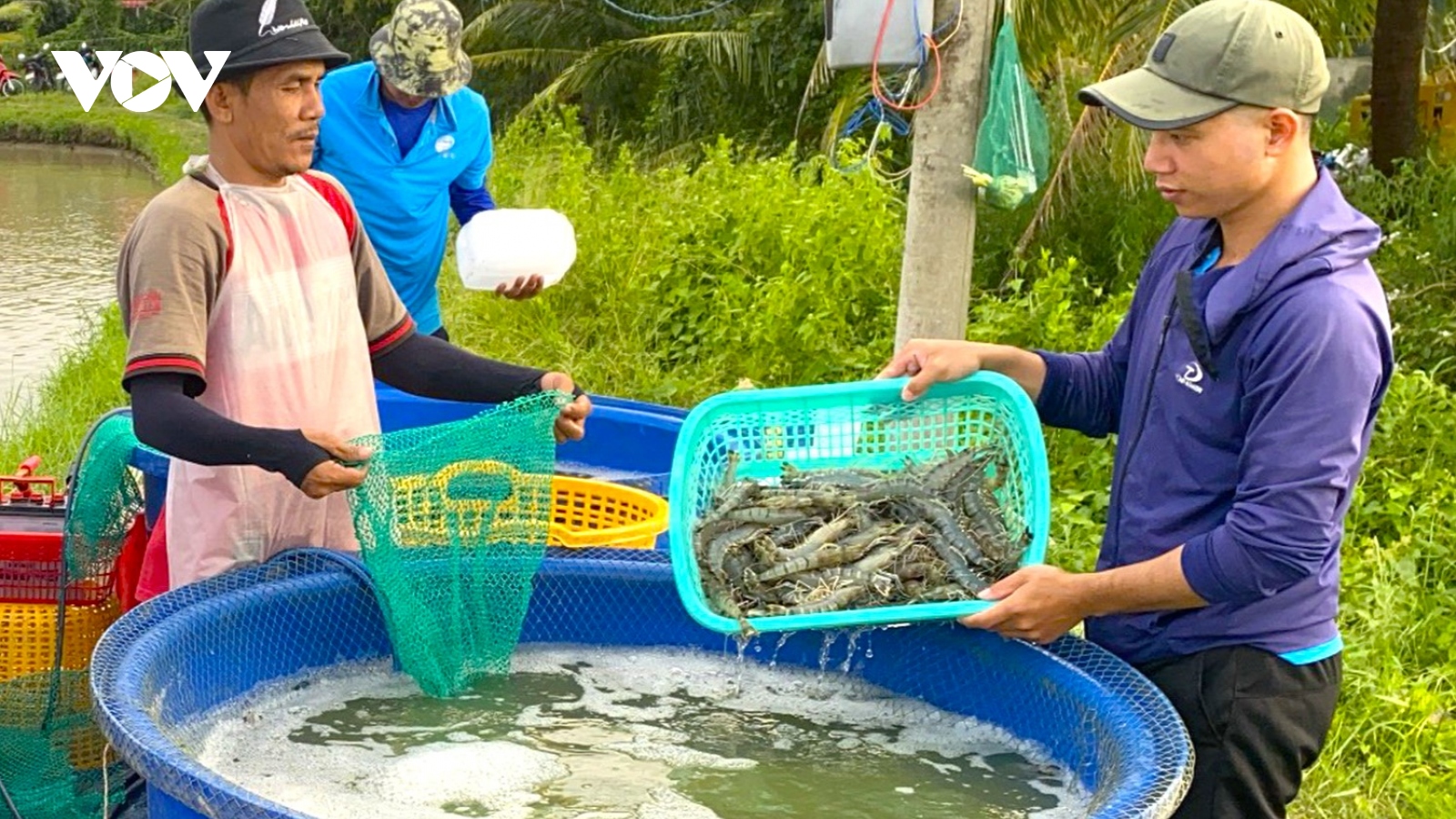 Tôm Cà Mau – Tự hào thương hiệu Việt