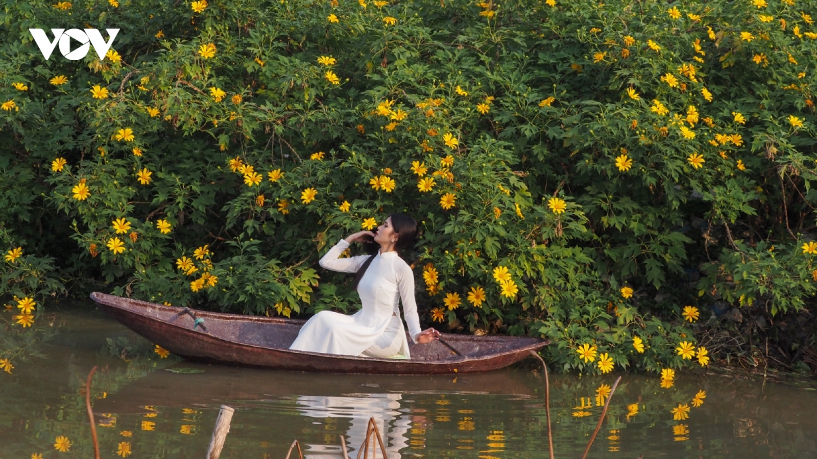 Ngắm hoa dã quỳ khoe sắc rực rỡ giữa lòng Hà Nội