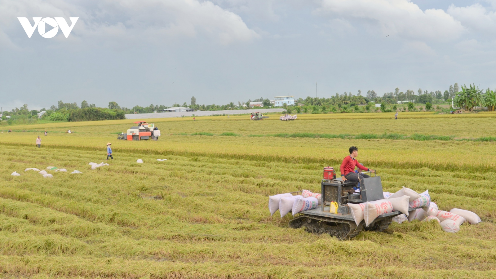 Thủ tướng chỉ đạo thực hiện đảm bảo cân đối cung - cầu lúa gạo