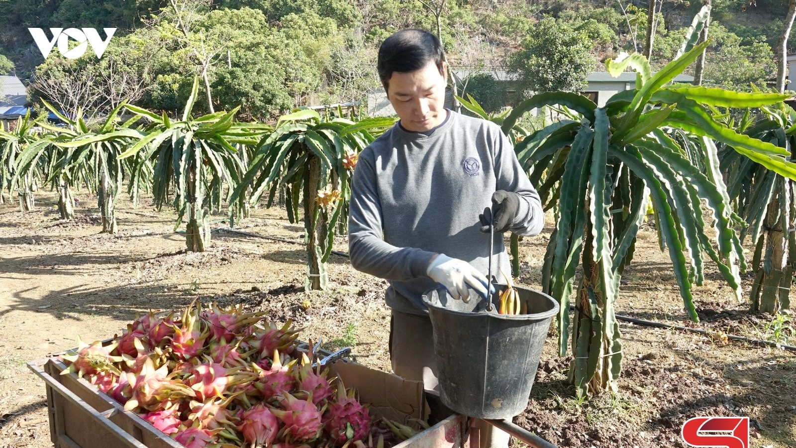 Nông dân Sơn La rải vụ cây ăn quả