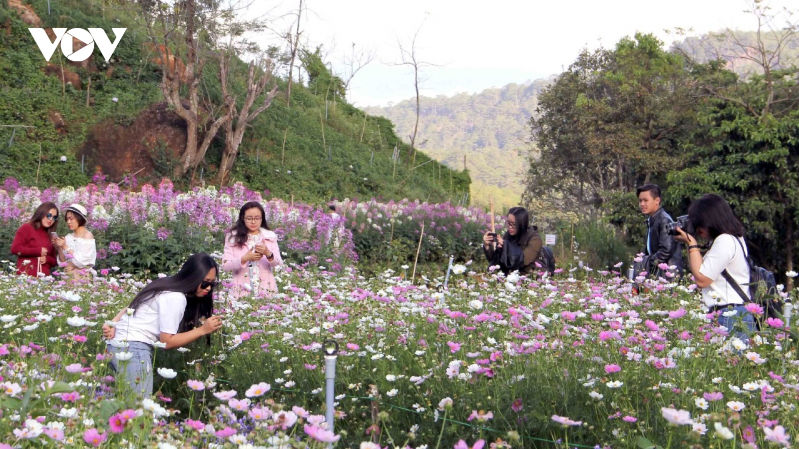 Thúc đẩy du lịch canh nông phát triển bền vững tại Lâm Đồng