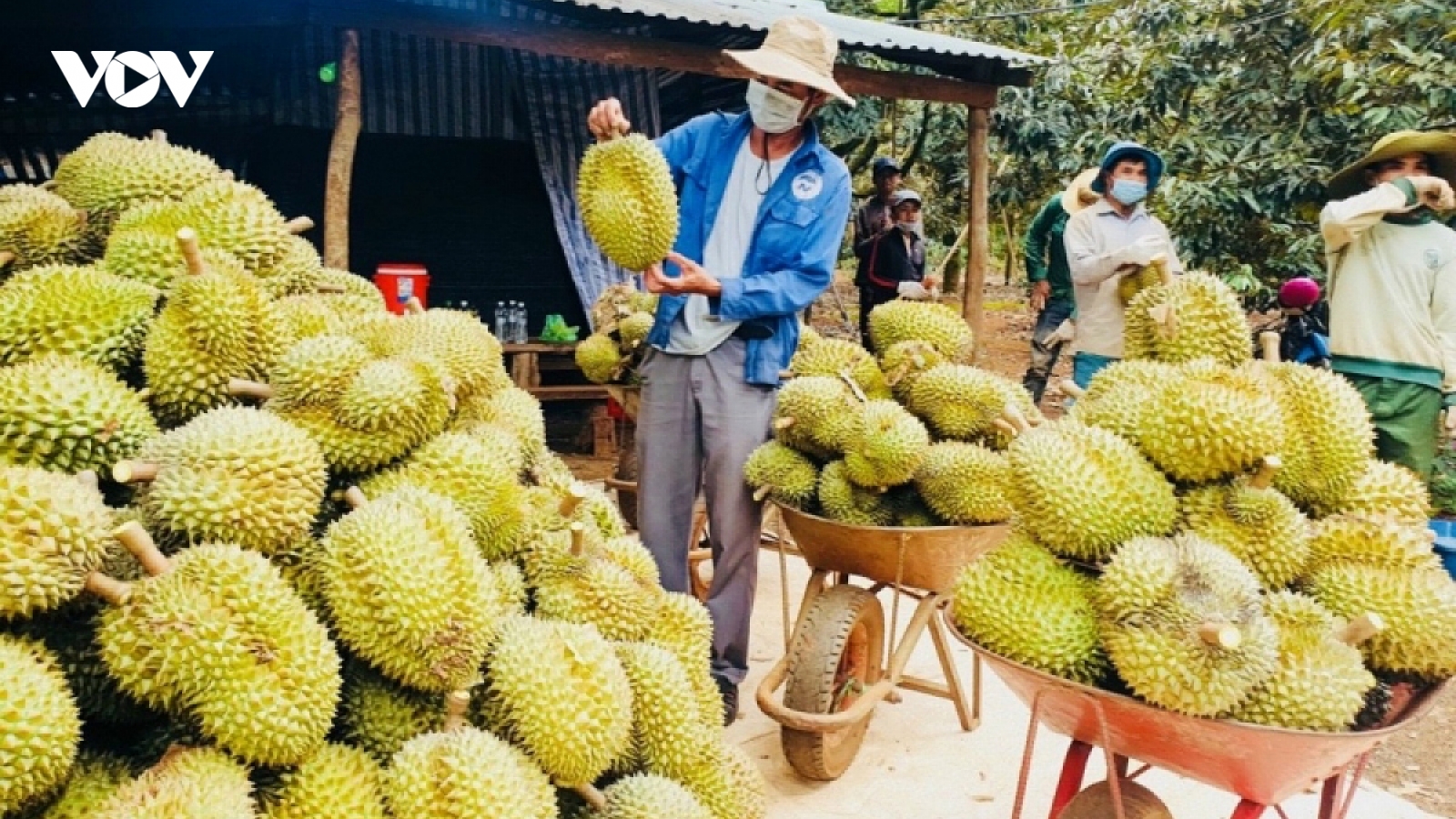 11-month fruit and vegetable exports hit record high of over US$5 billion