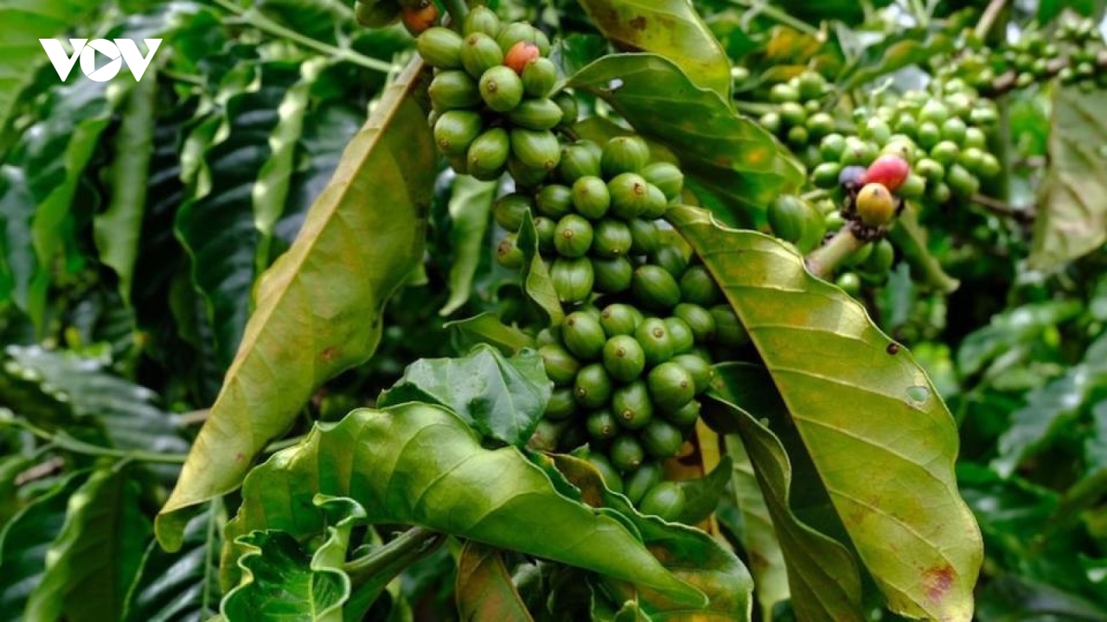 Giá cà phê hôm nay 14/11: Giá cà phê trong nước giảm 100 đồng/kg