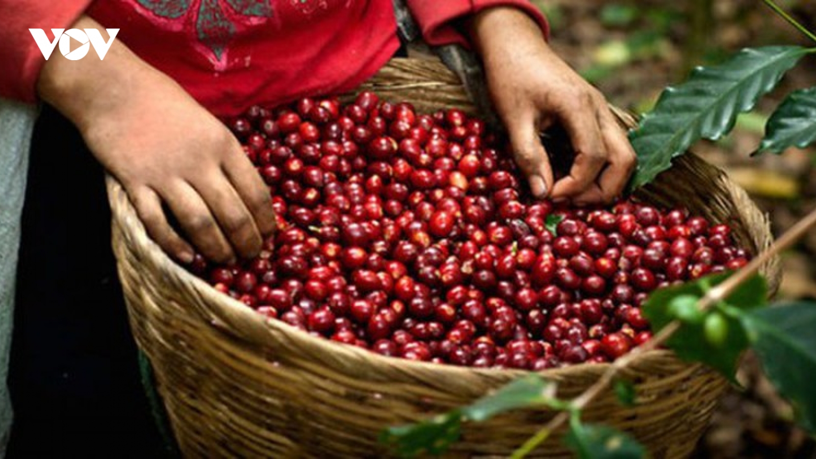 Giá cà phê hôm nay 1/12: Cà phê trong nước cao nhất là 59.000 đồng/kg