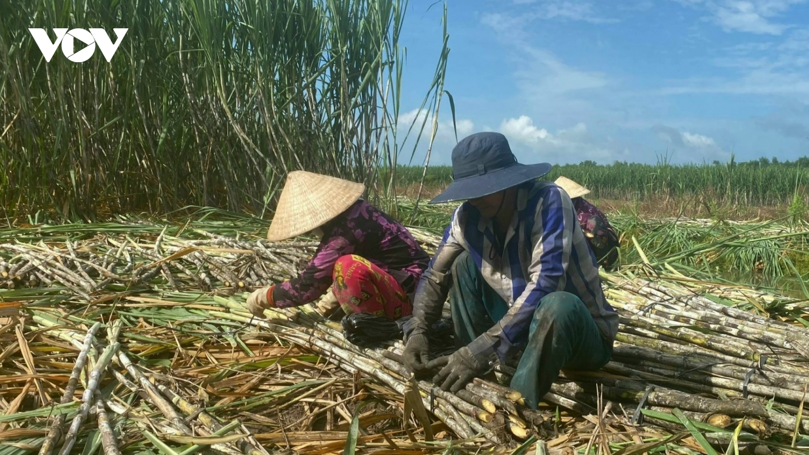 Giá mía ở Hậu Giang giảm mạnh