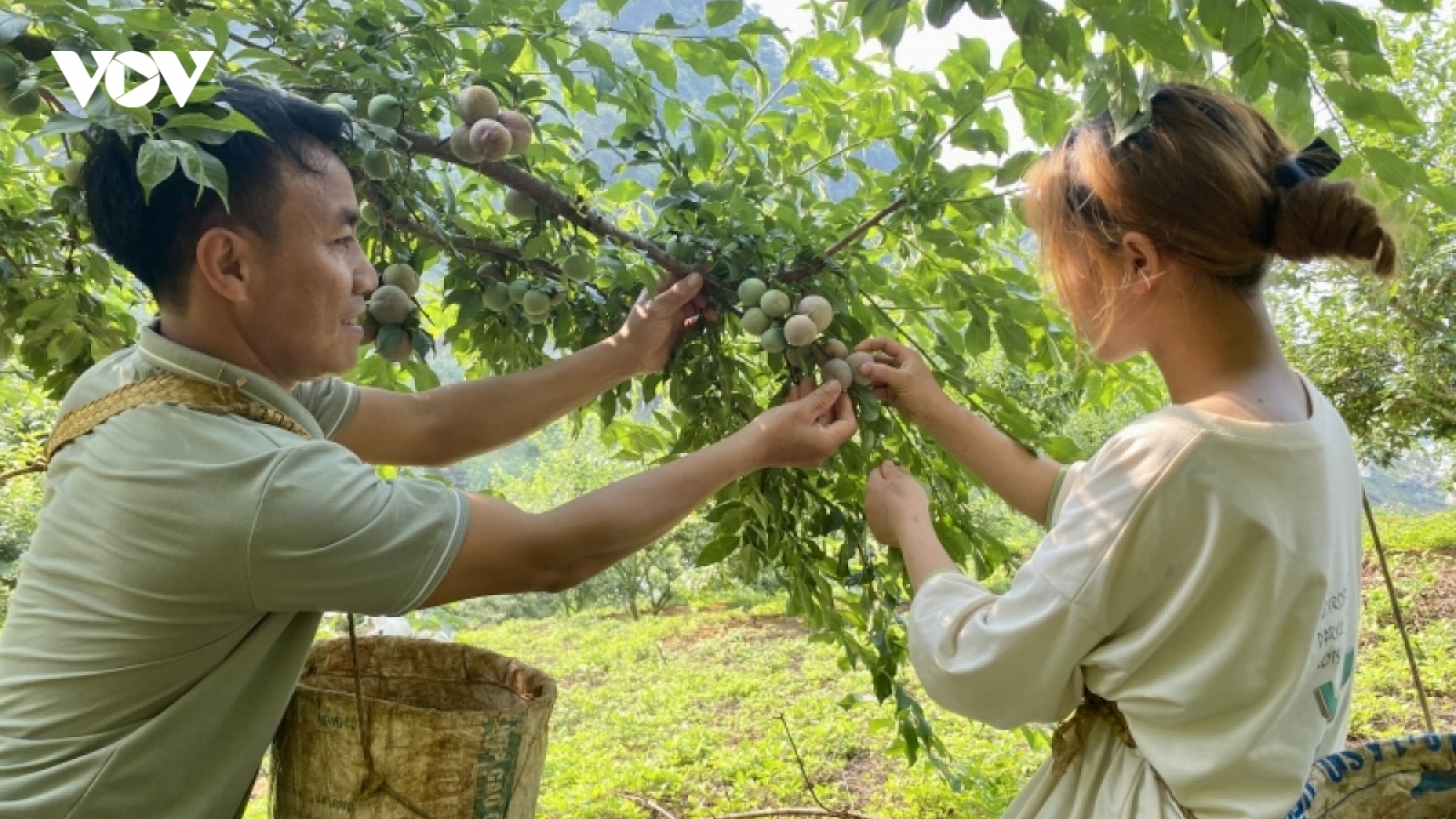 Sơn La duy trì 218 mã số vùng trồng xuất khẩu cho 7 loại cây trồng