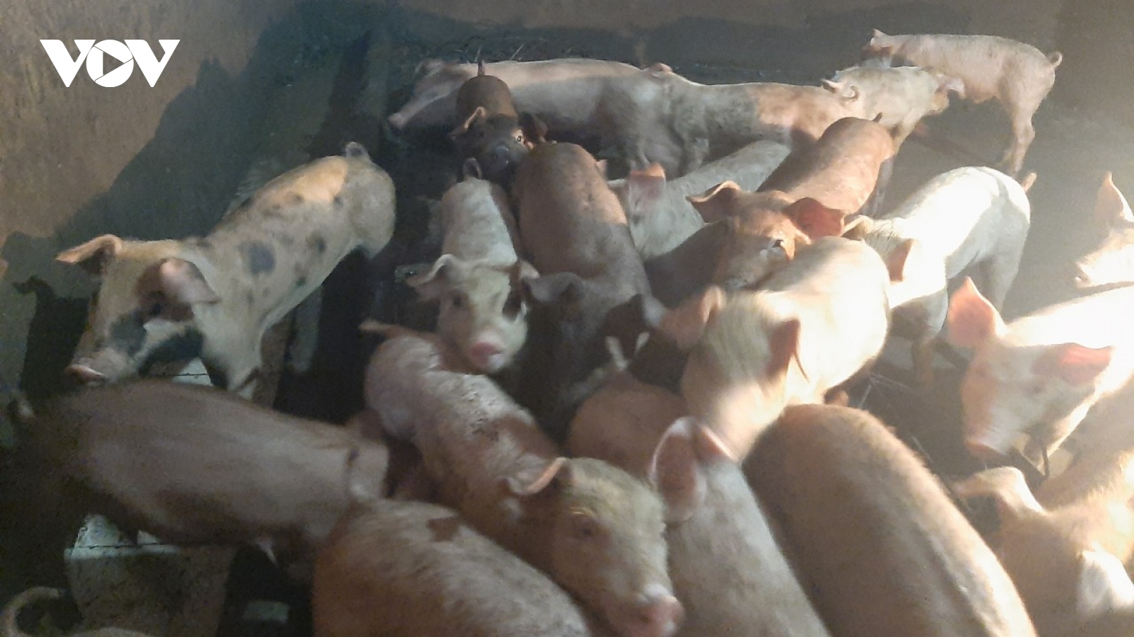 Đảm bảo nguồn cung thịt lợn phục vụ thị trường Tết cổ truyền