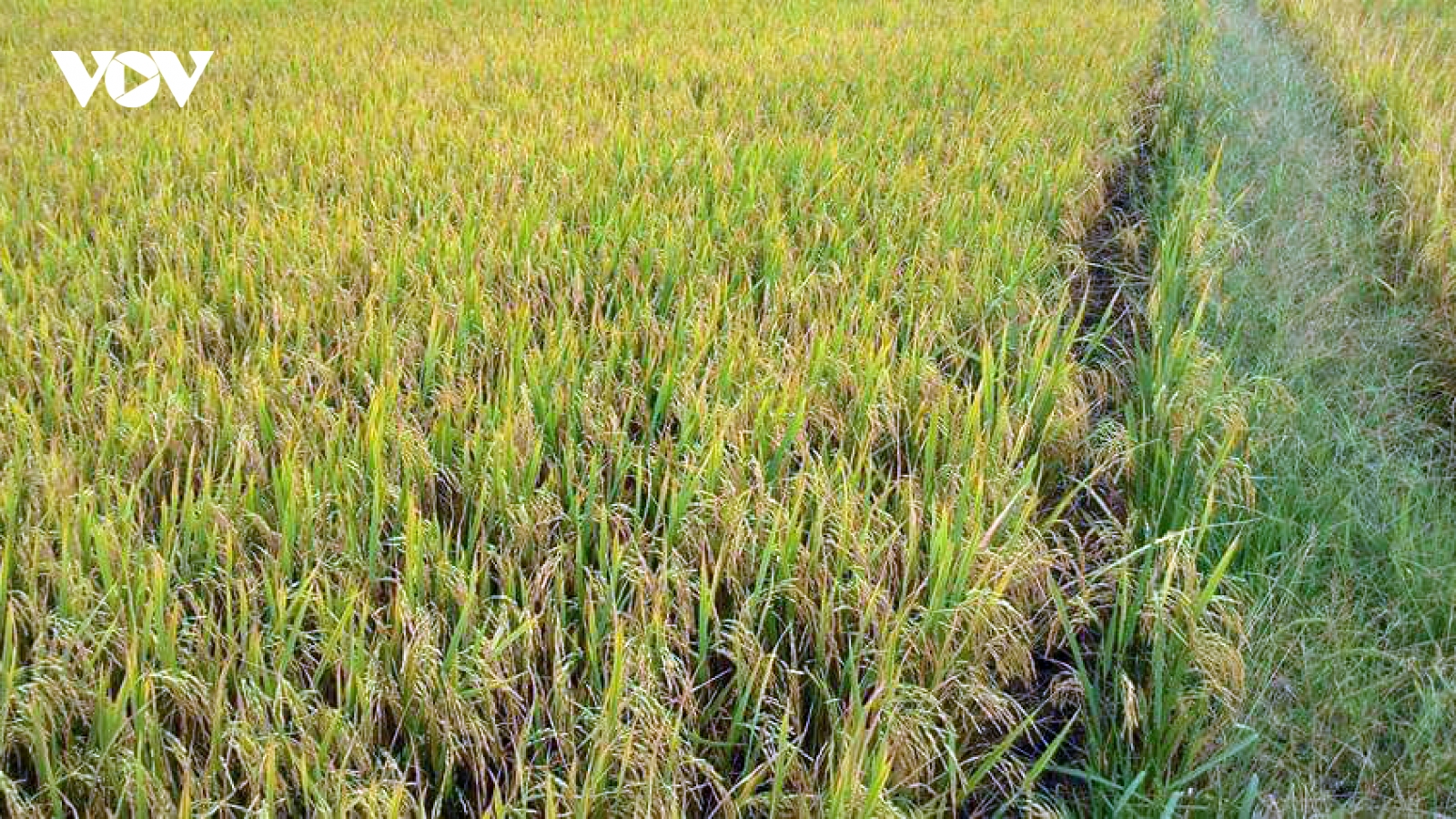 Giá lúa vụ Thu Đông tăng kỉ lục, nông dân Tiền Giang lãi khoảng 40 triệu đồng/ha