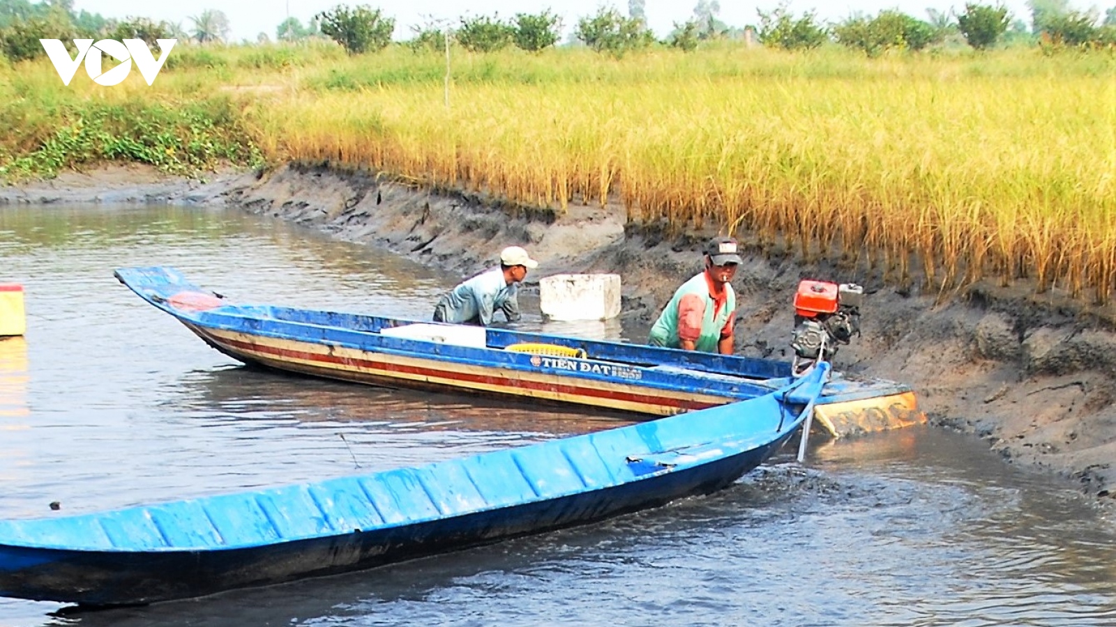 Nông dân Cà Mau trồng lúa, nuôi tôm có trách nhiệm