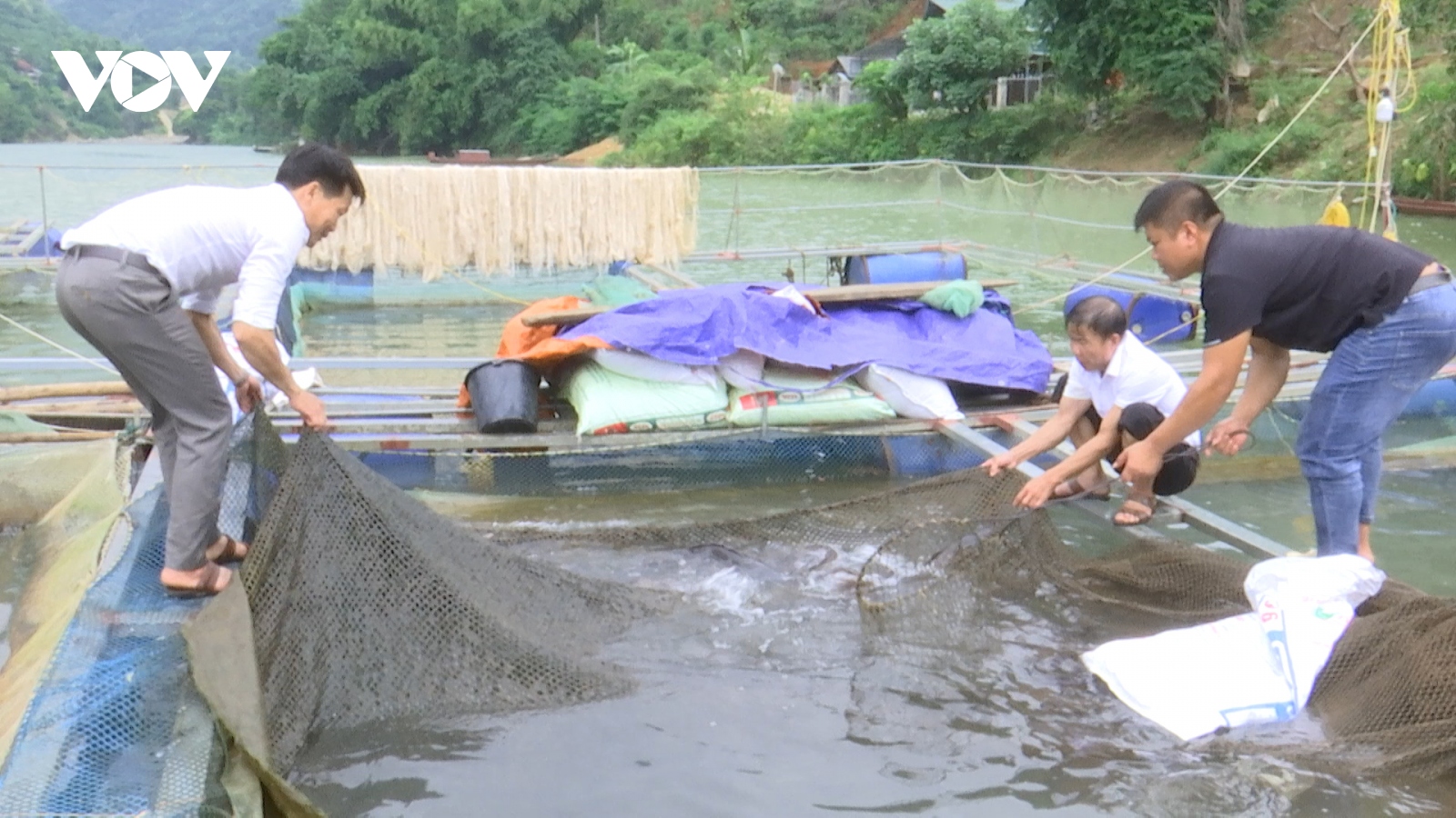 Nuôi cá lồng, cơ hội vươn lên làm giàu của bà con bản Mong ở Bắc Yên