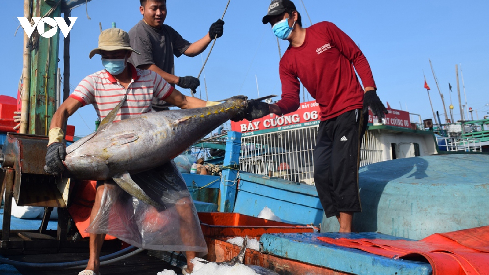 Tuna exports to UK market suffer decline on strict requirements