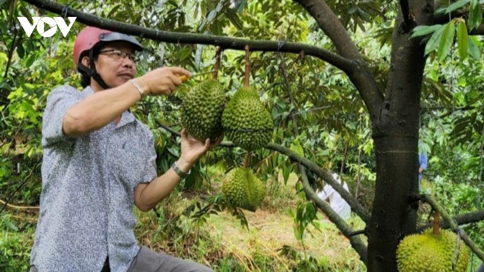 Bến Tre khuyến cáo nhà vườn không bán trái sầu riêng non