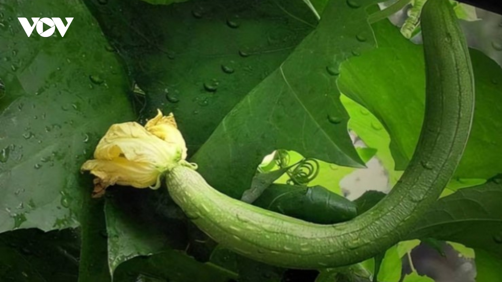 Mướp là ‘vua các loại rau’, nhưng đừng dại kết hợp với những thứ quen thuộc này
