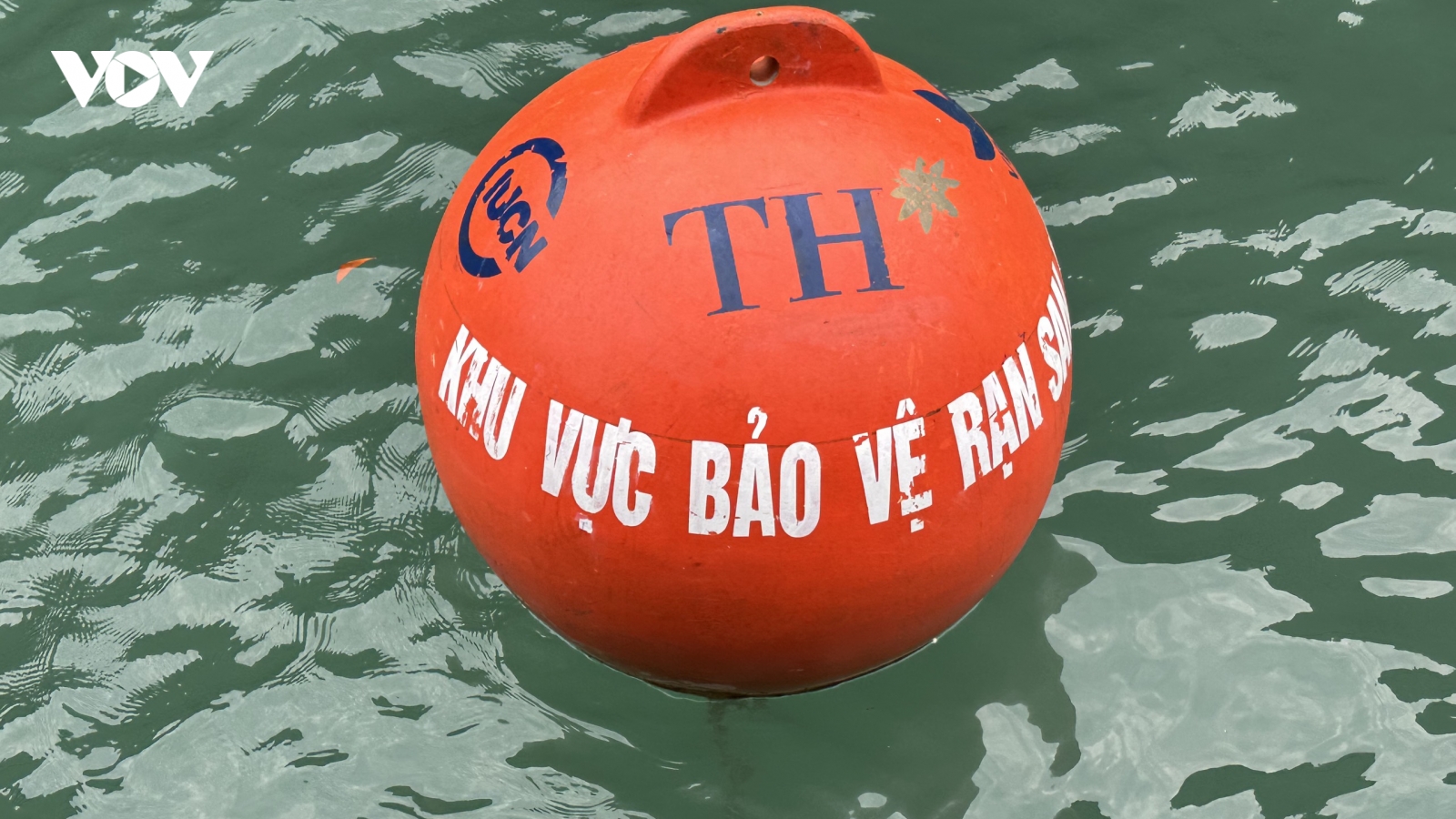 Tập đoàn TH tham gia thả phao neo phân vùng sinh thái rạn san hô tại Cát Bà
