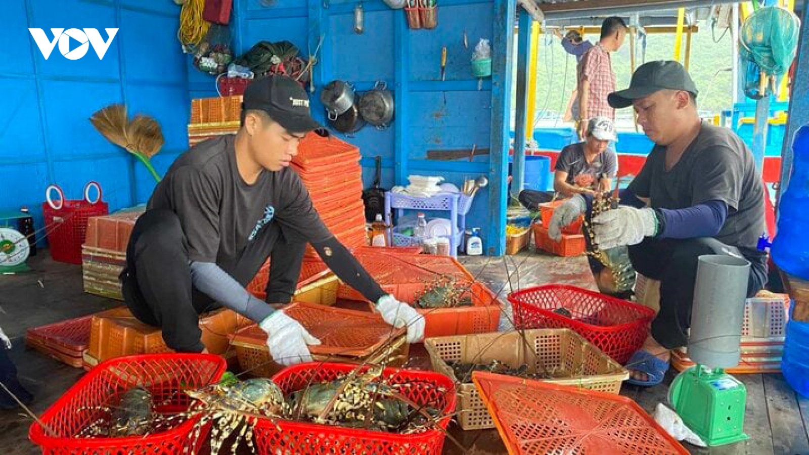 Xuất khẩu tôm hùm bông sang Trung Quốc bị ách tắc: Người nuôi lo lỗ nặng