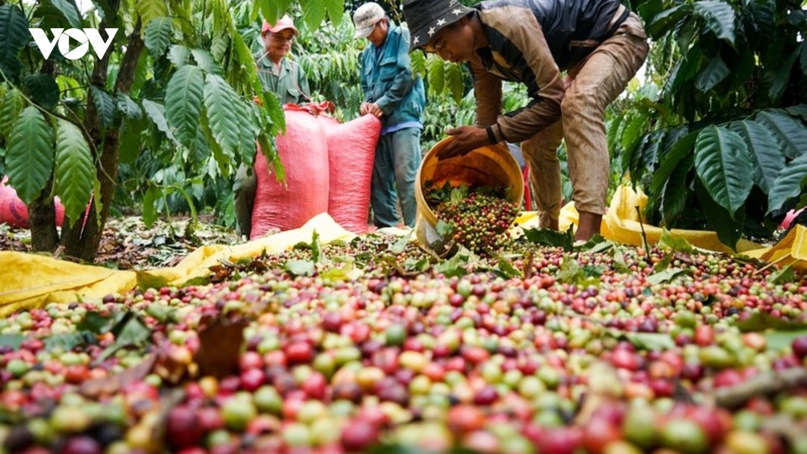 Giá cà phê hôm nay 6/12: Cà phê trong nước cao nhất 60.500 đồng/kg