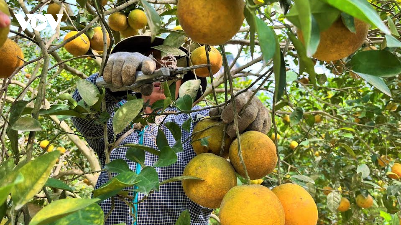 Vườn cam trĩu quả giúp nông dân Nghệ An thu về tiền tỷ