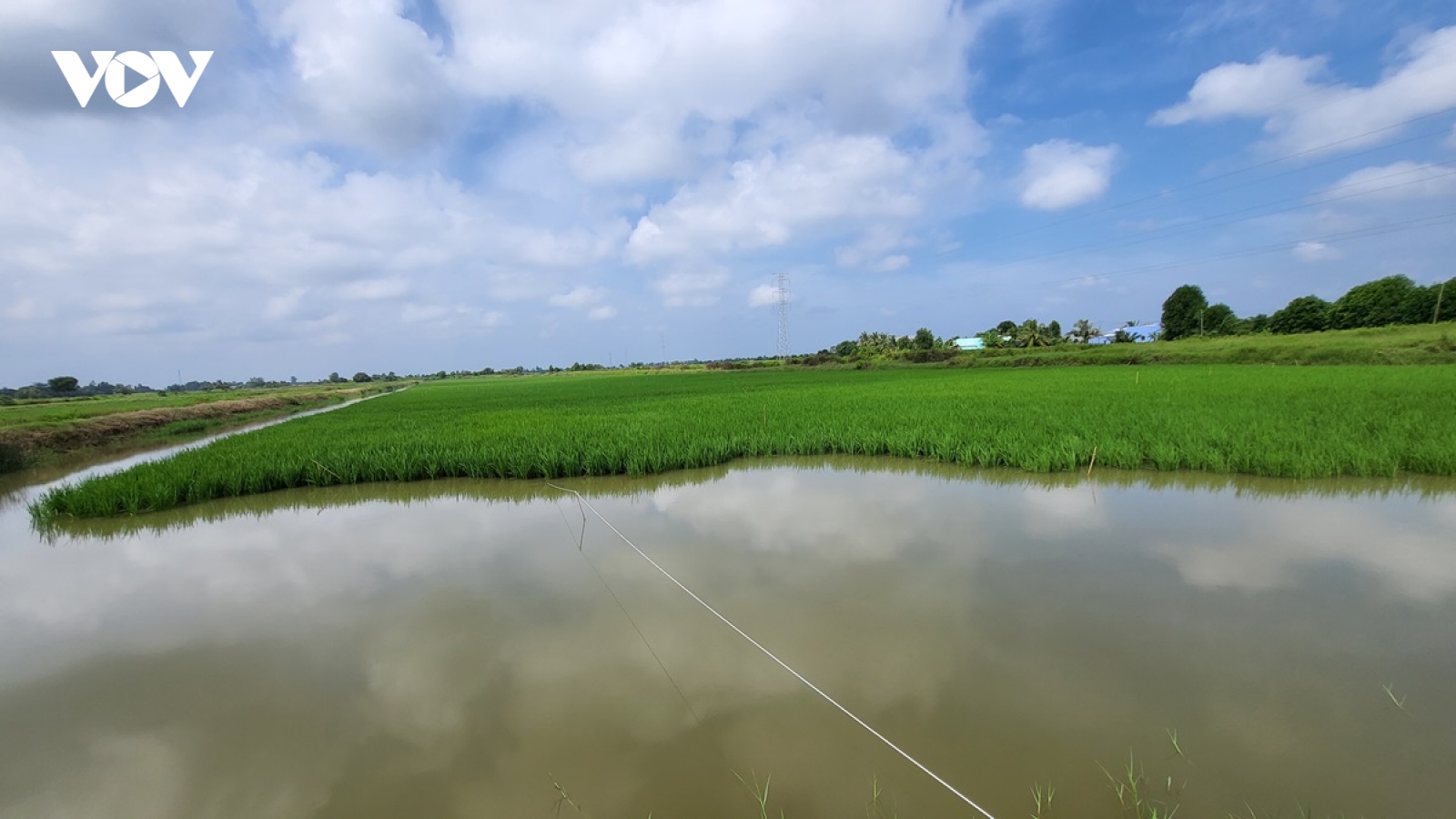 Xuân về trên những cánh đồng lúa - tôm