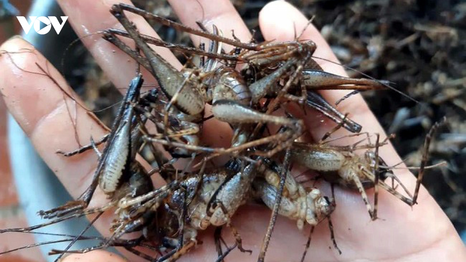 Đặc sản 'tôm bò trên cây' ở Lạng Sơn muốn có khó mua