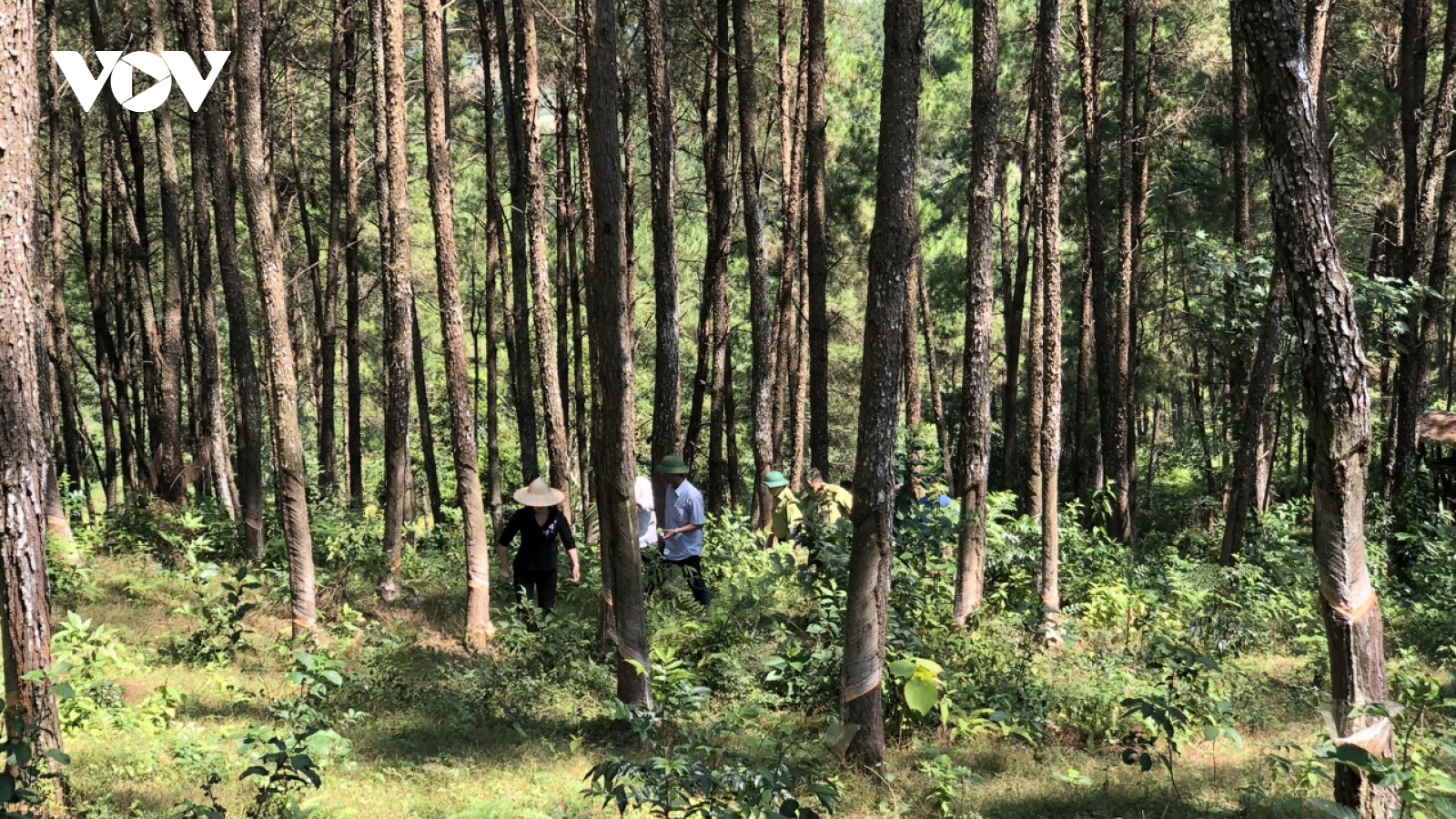Kinh tế rừng Bắc Kạn: Thay đổi để phát triển bền vững