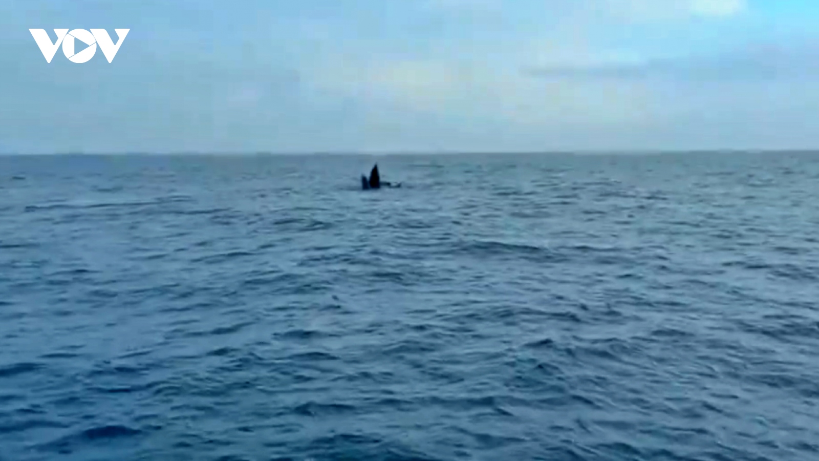 Cá voi liên tục xuất hiện tại vùng biển Cô Tô