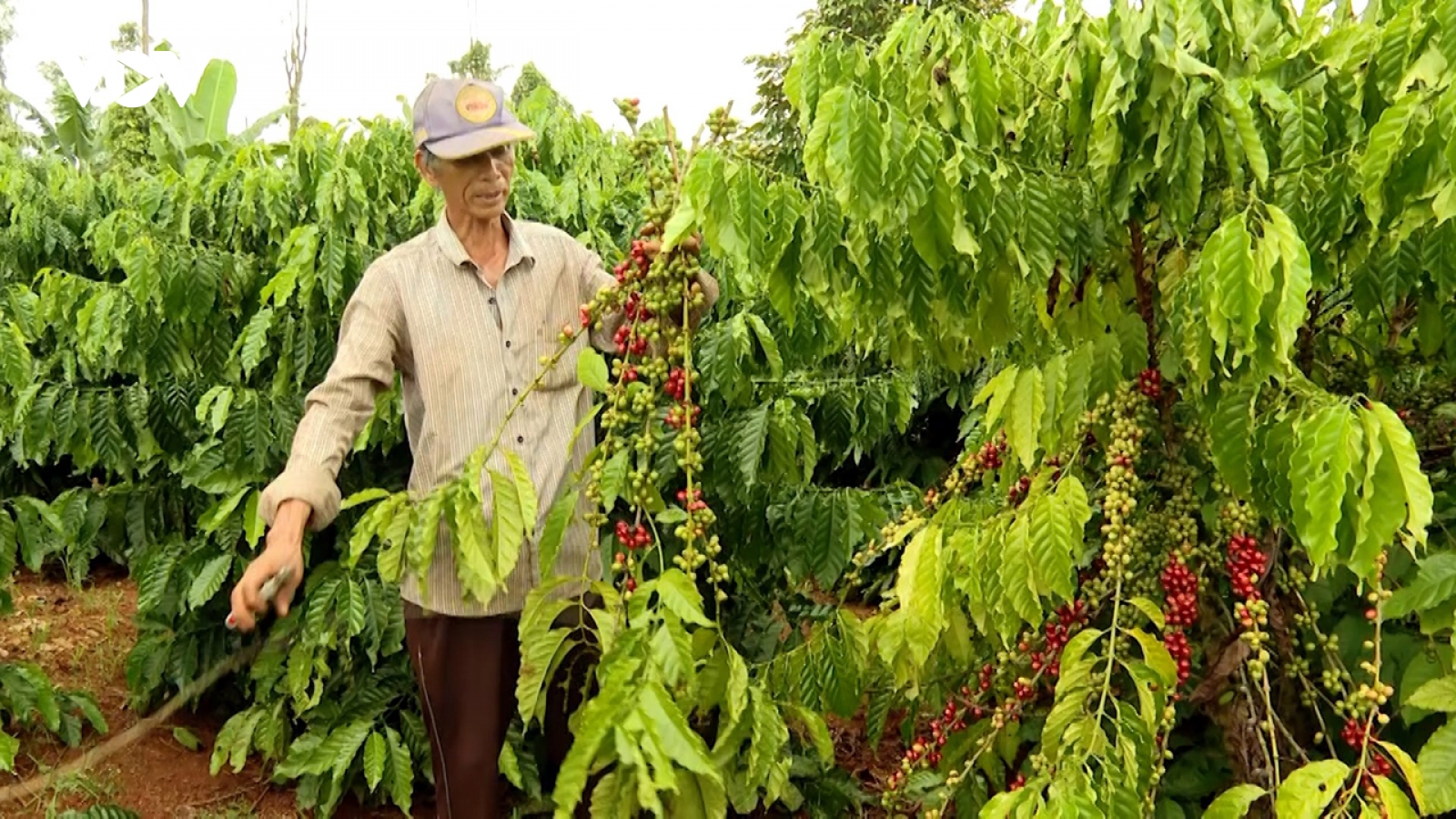 Giá cà phê hôm nay 31/5: Giá cà phê giảm trên cả hai sàn quốc tế