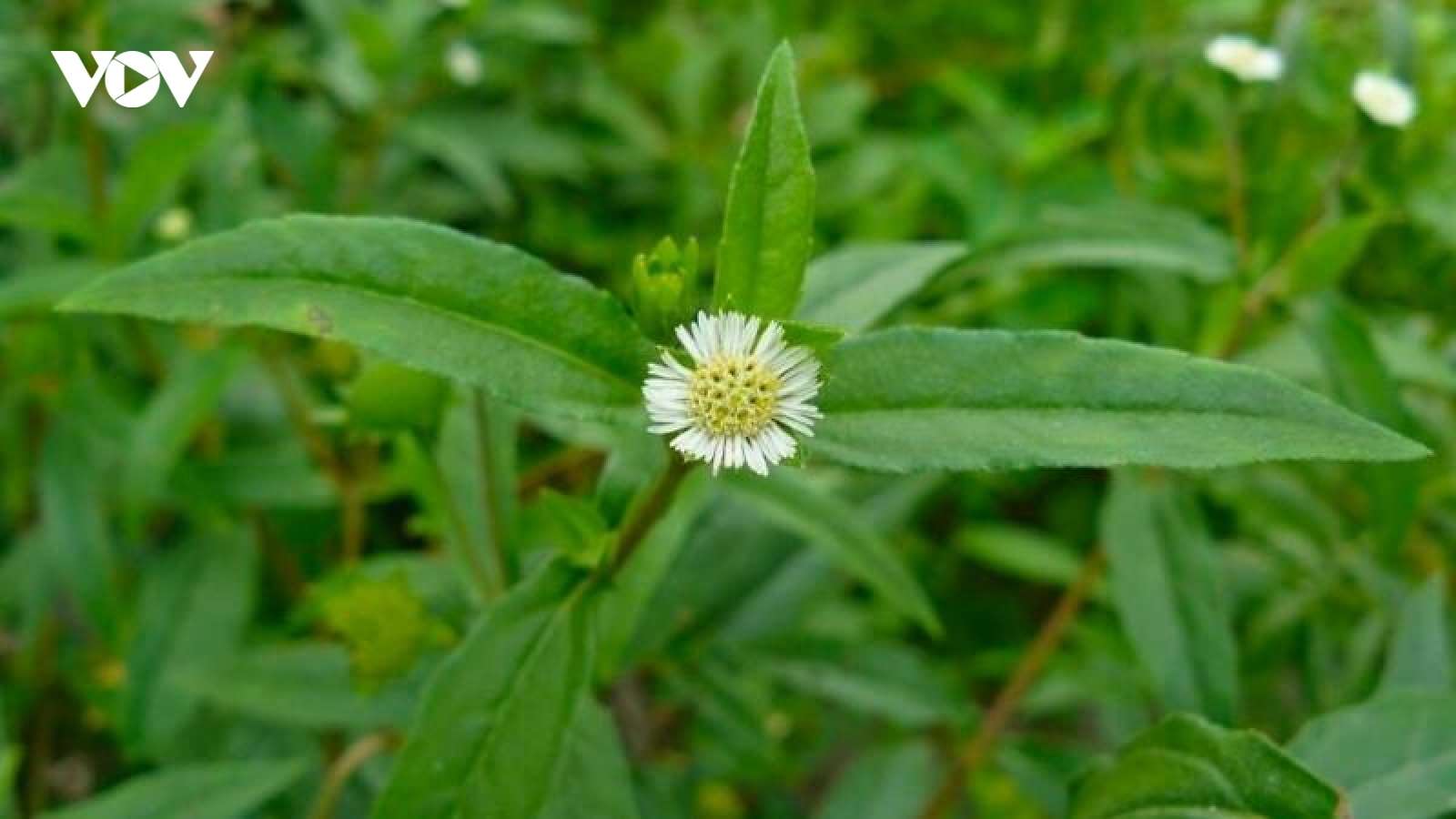Tác dụng của cây nhọ nồi đối với dạ dày