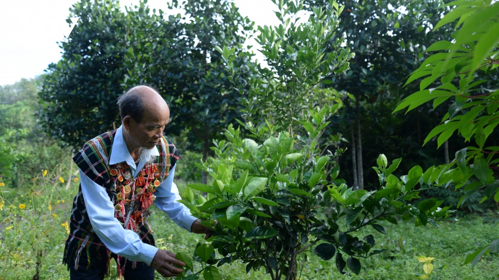 Già làng A Lăng Đàn luôn nêu gương, đi đầu trong phong trào phát triển KT-XH