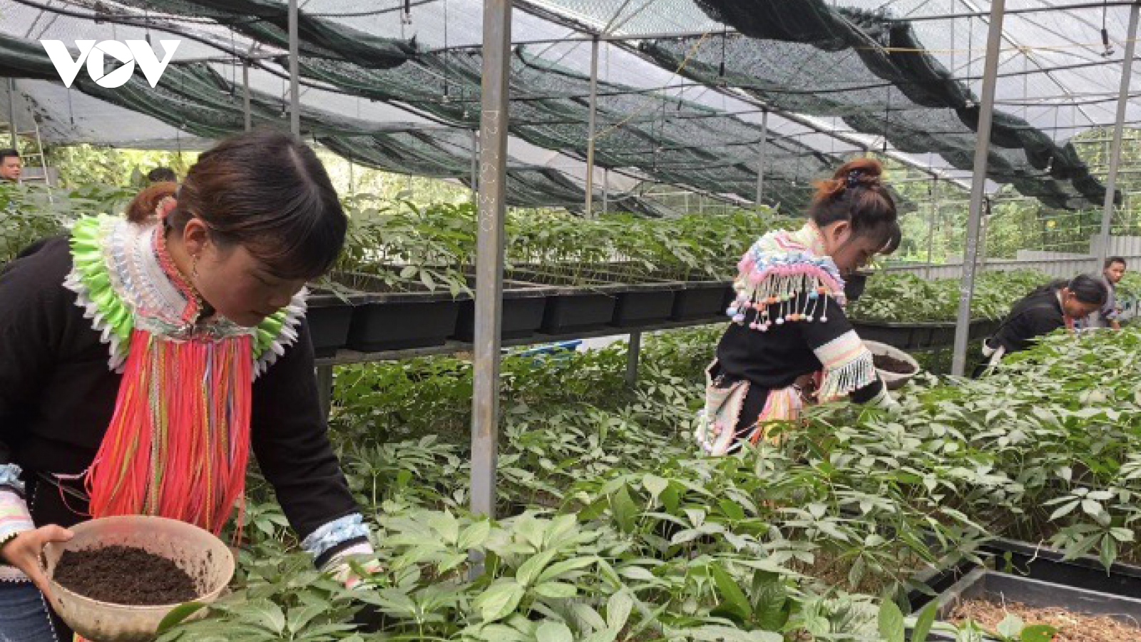Phát triển cây sâm Lai Châu gắn với du lịch sinh thái