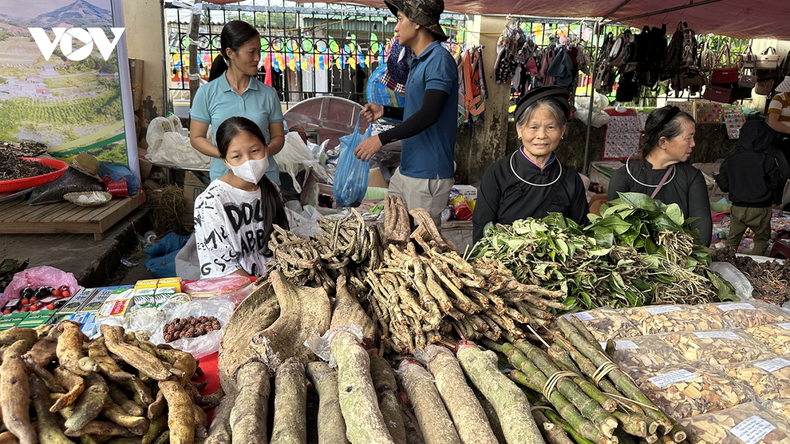 Độc đáo nghề thuốc nam gia truyền của người Tày