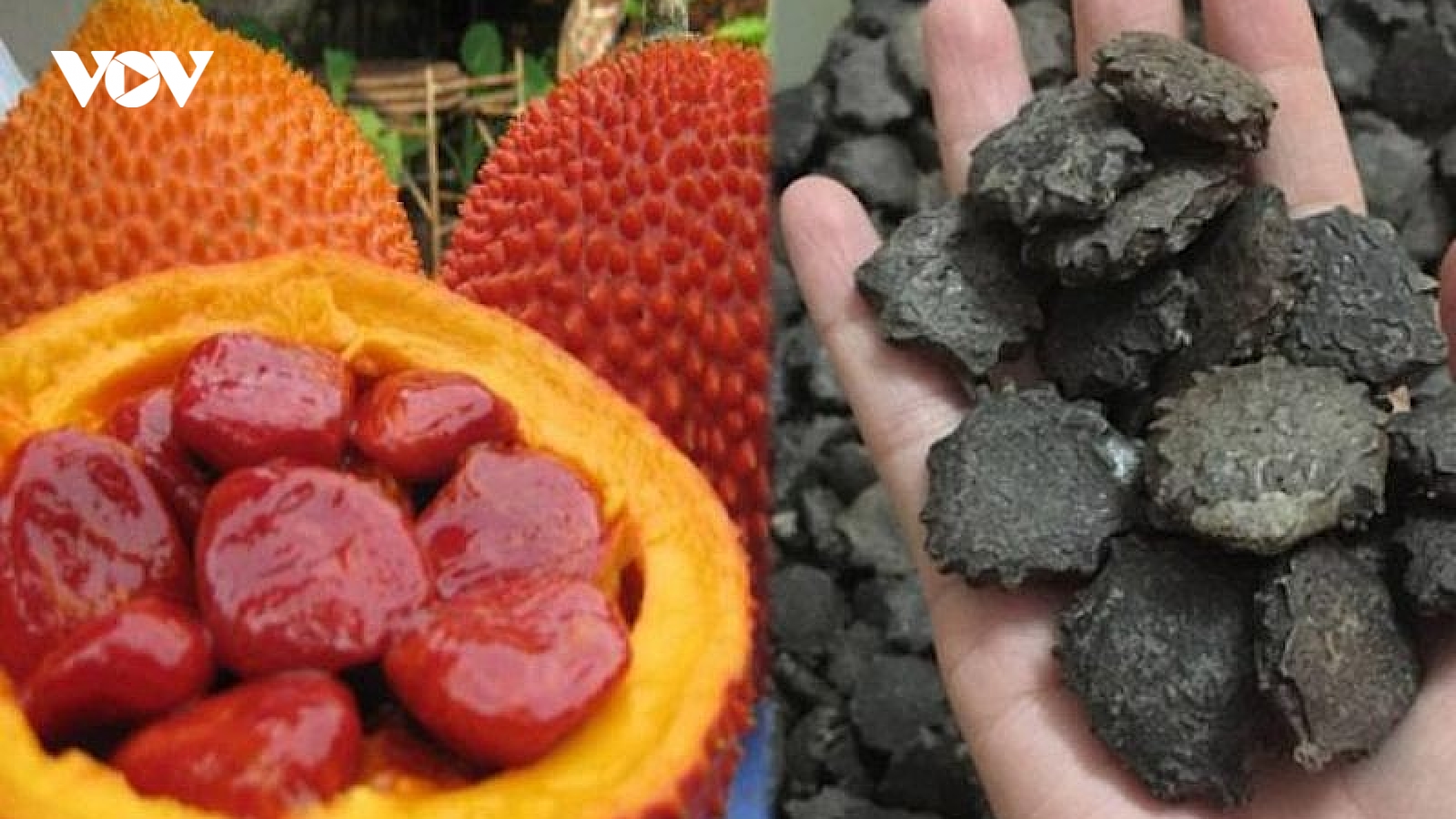 Loại hạt người Việt thường bỏ đi, không ngờ là “tiên dược” đắt tiền