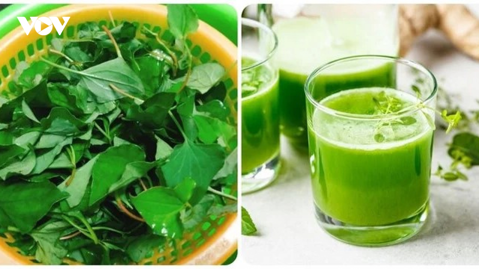 Rau diếp cá trị bệnh gì?